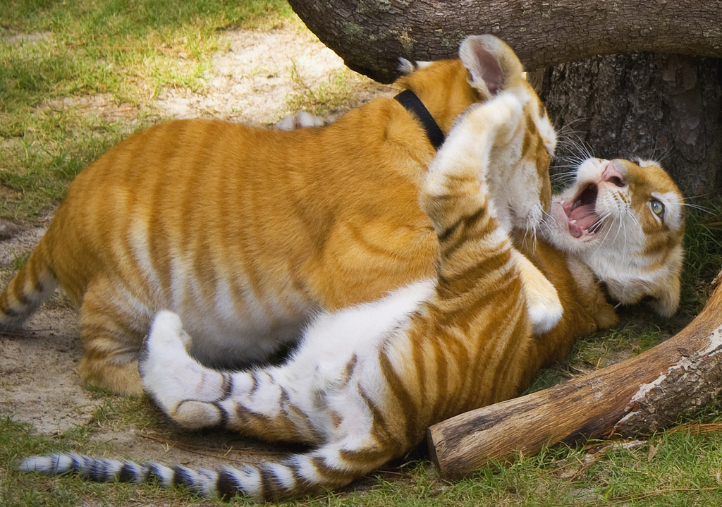 Two cute tigers playing