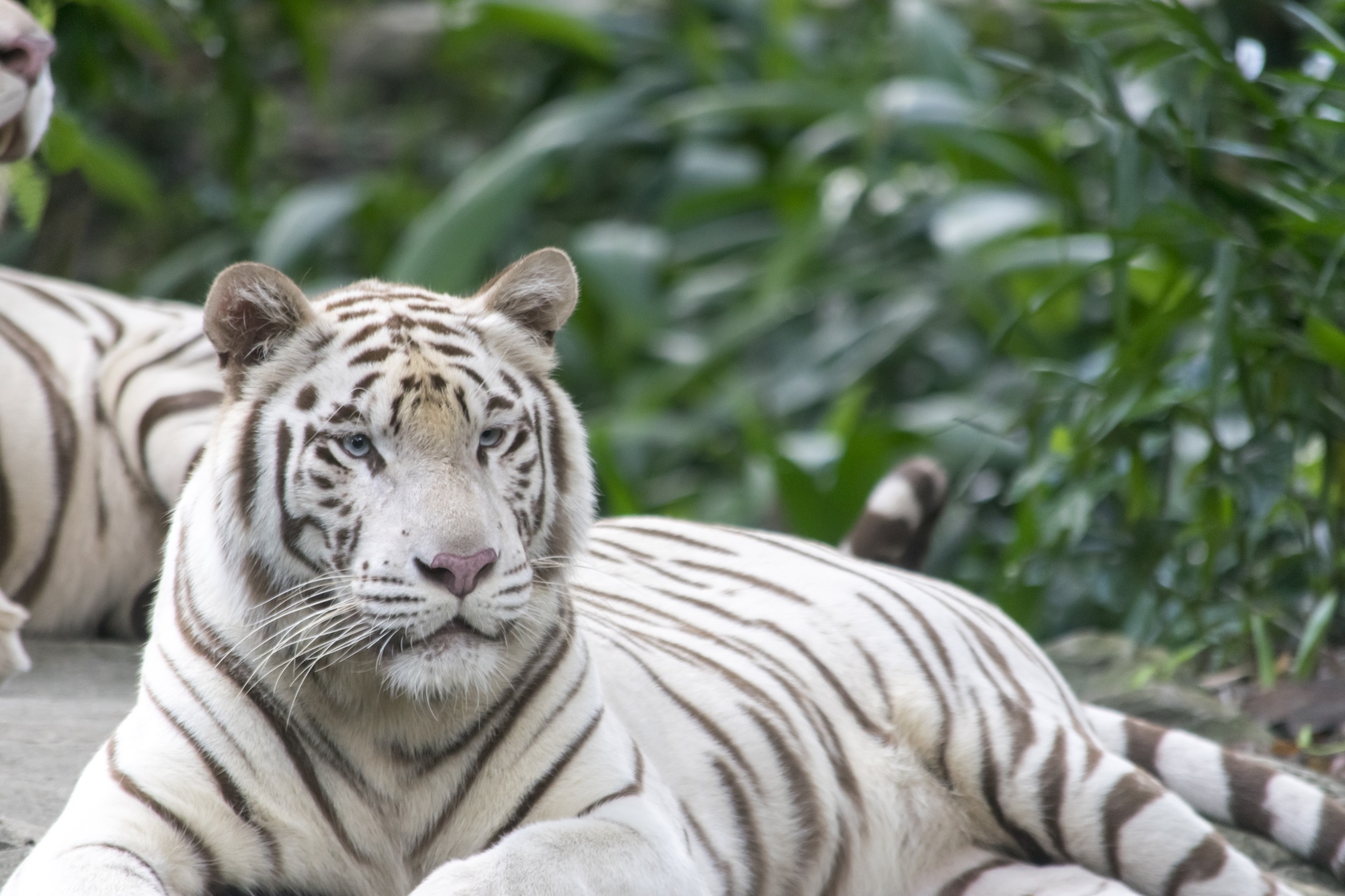 Peaceful white tiger